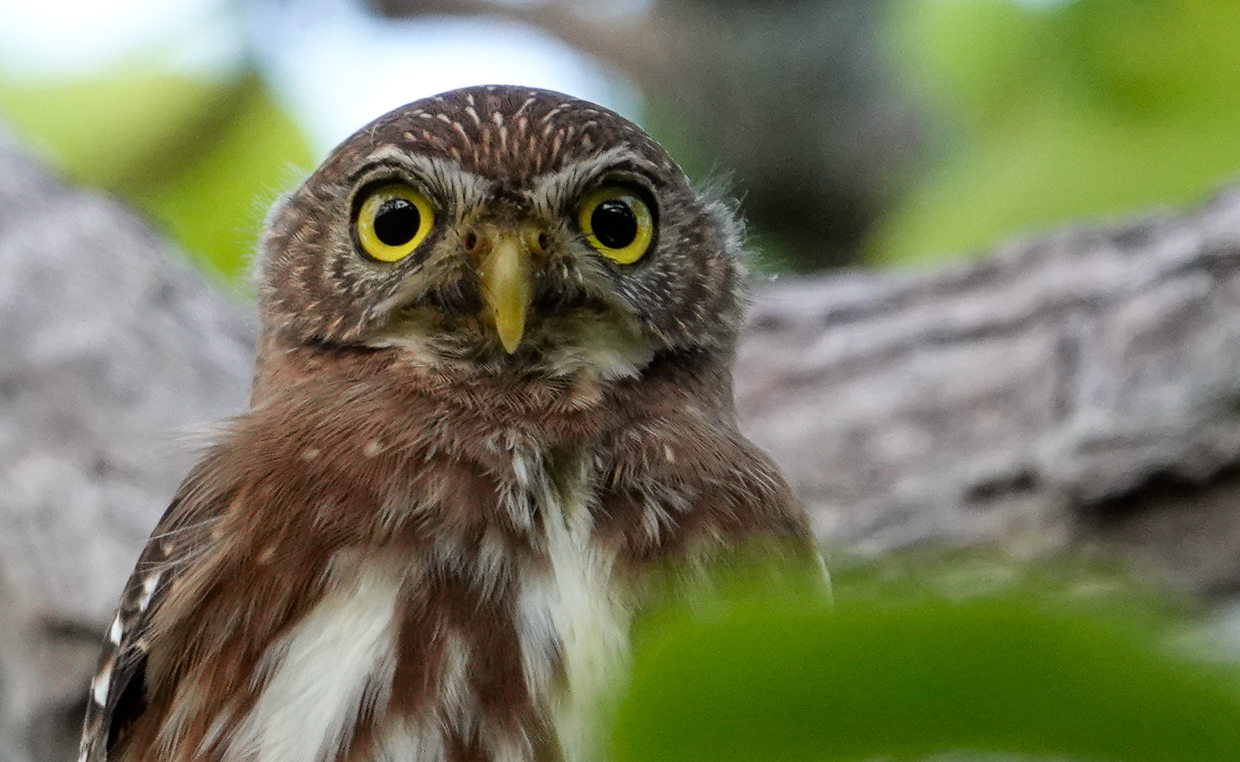 Ferruginous Pygmy-Owl