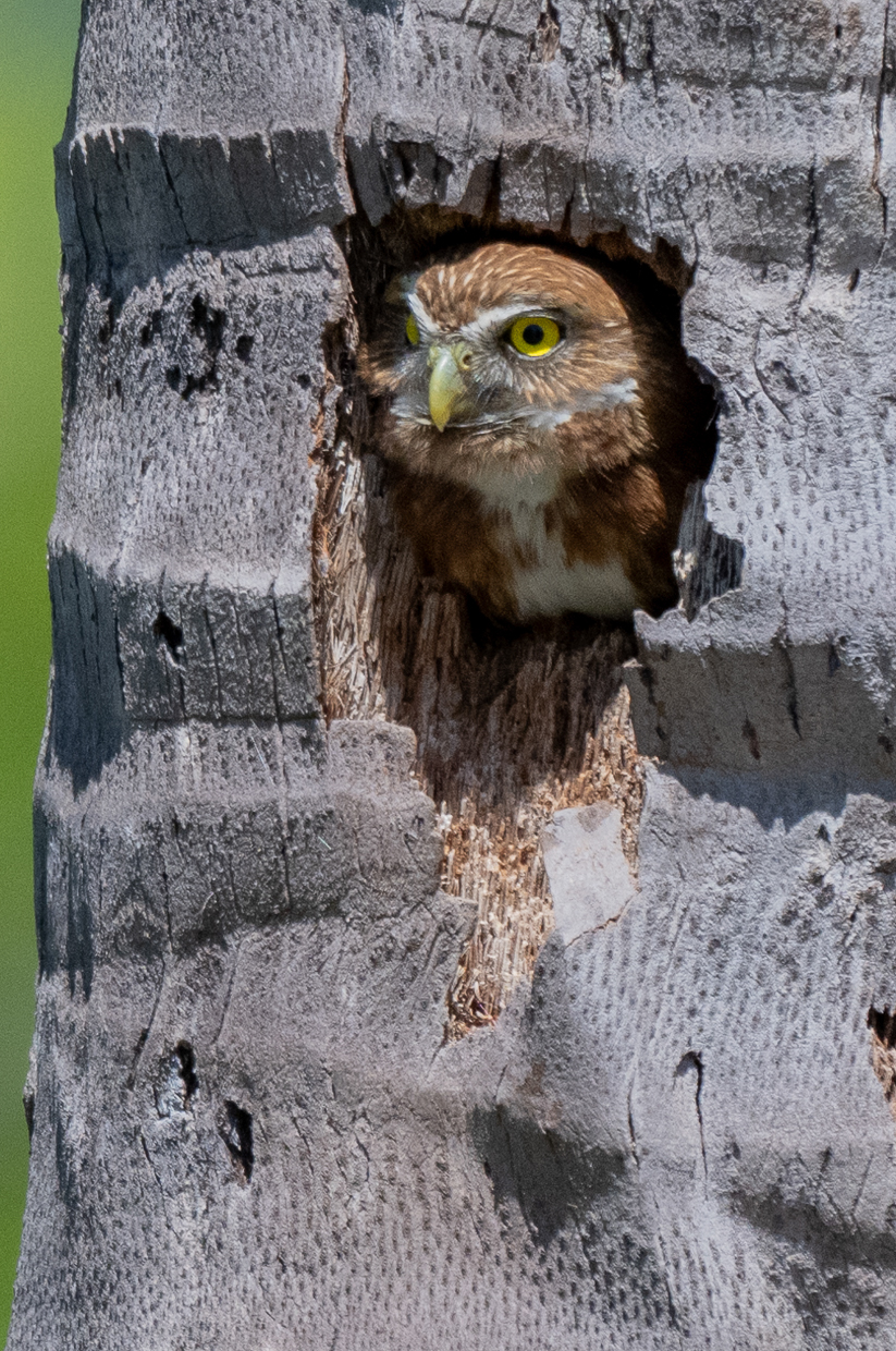Ferruginous Pygmy-Owl in cavity