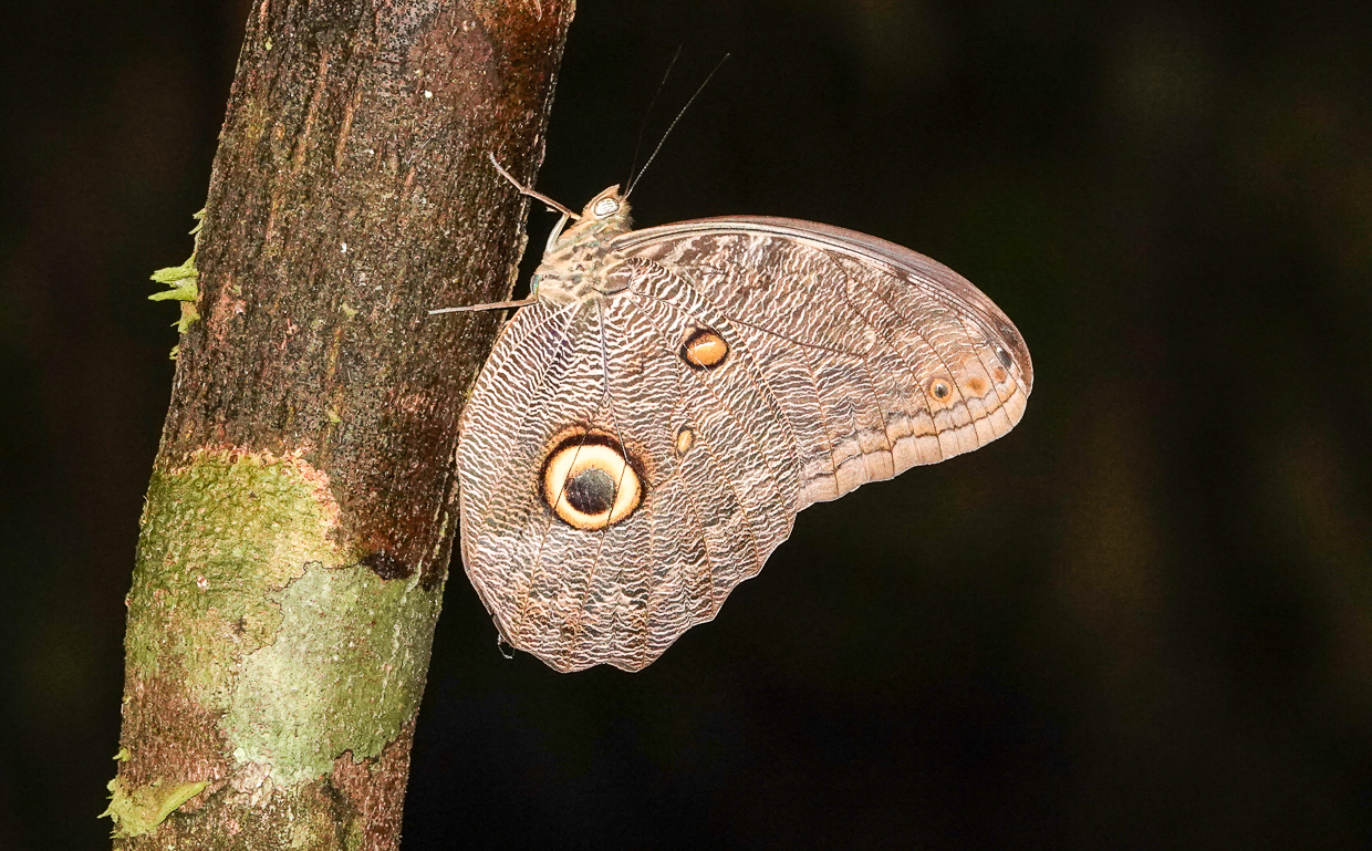 Forest Giant Owl butterfly