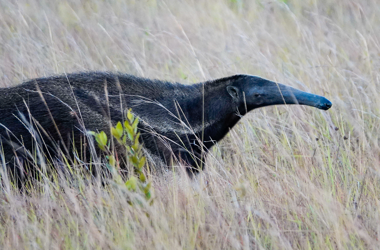 Giant Anteater