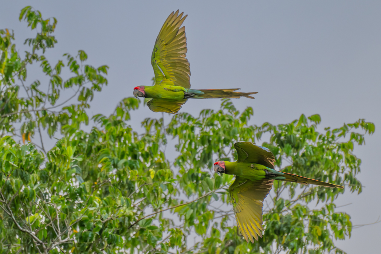 Great Green Macaws