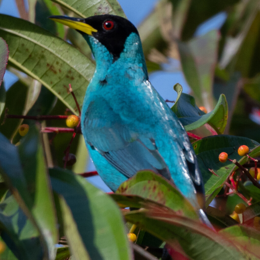 Green Honeycreeper