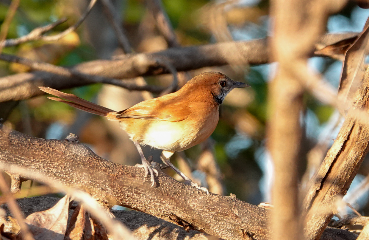 Hoarty-throated Spinetail