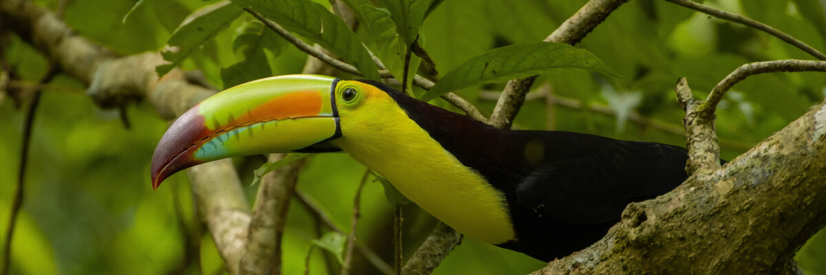Belize & Tikal Trip Report (Jan 19 - 29, 2024)
