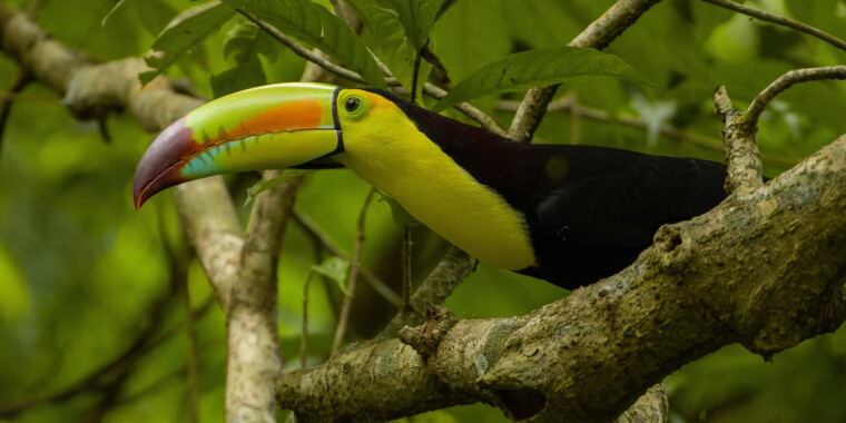 Belize & Tikal Trip Report (Jan 19 - 29, 2024)