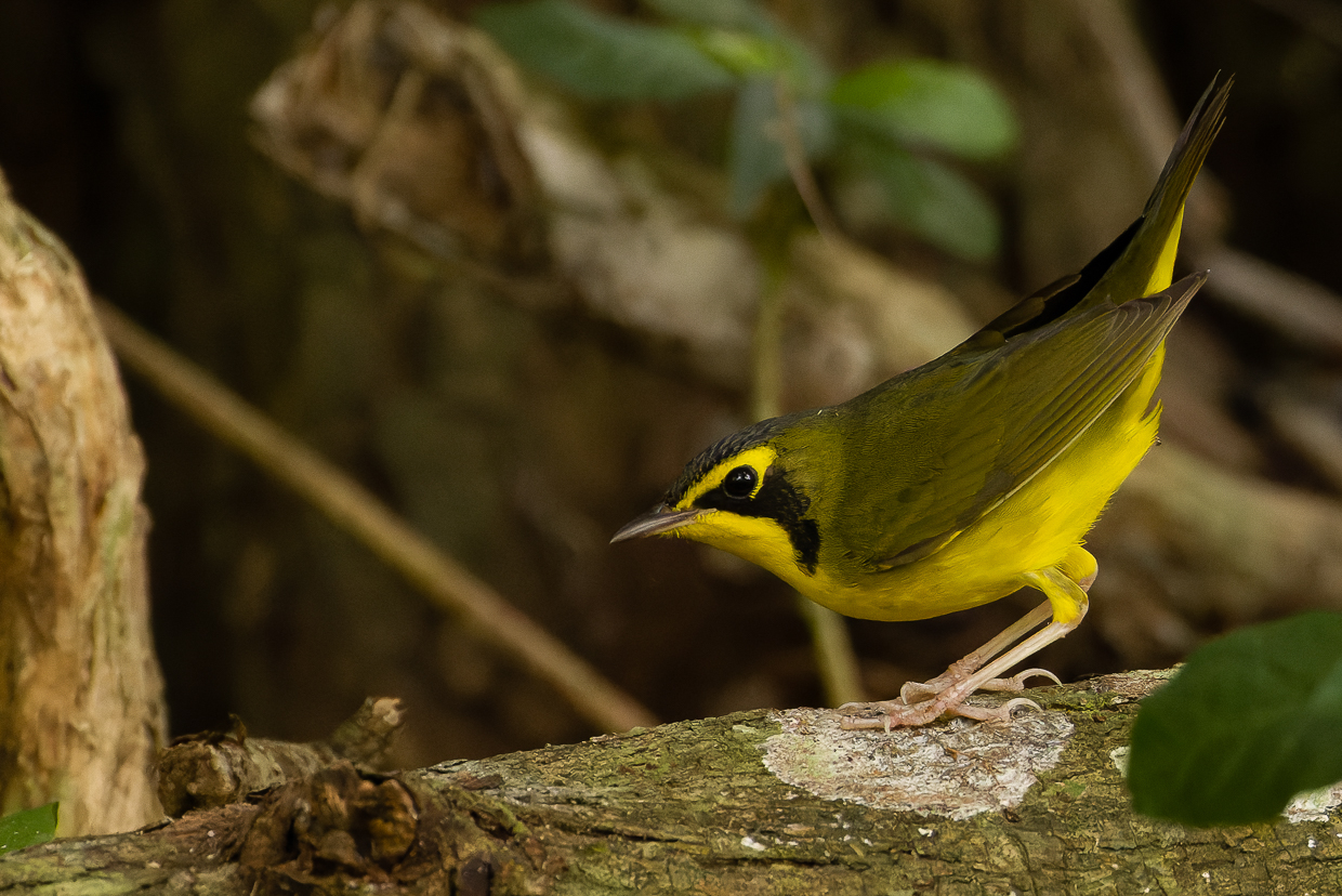 Kentucky Warbler