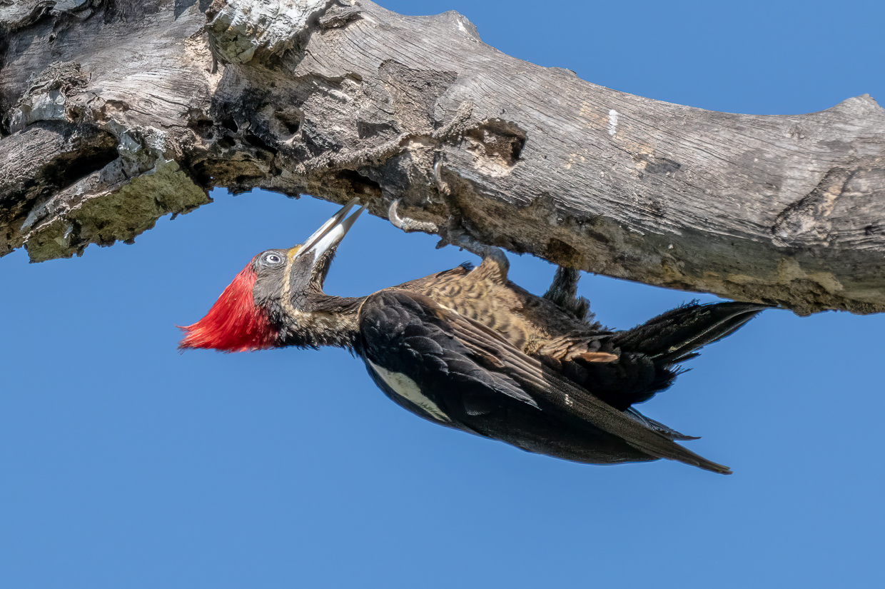 Lineated Woodpecker