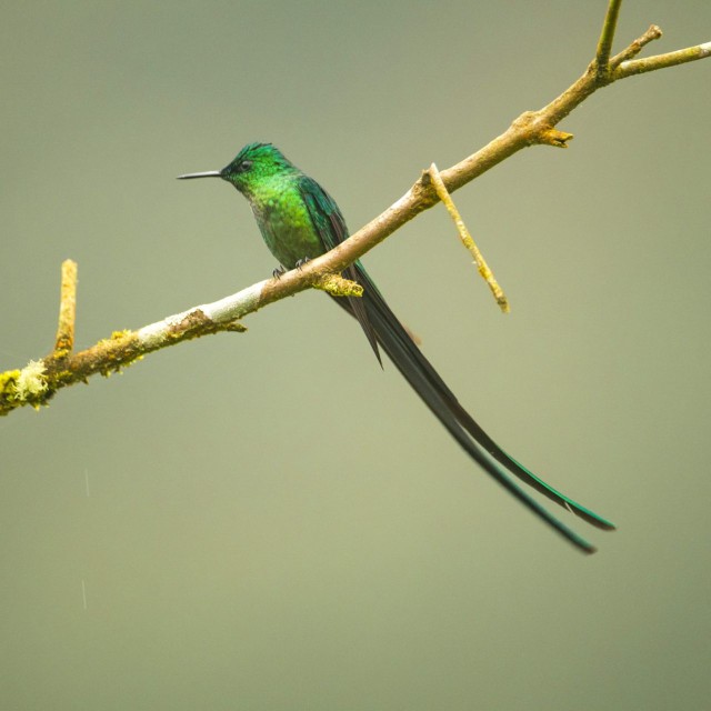 Long-tailed Sylph