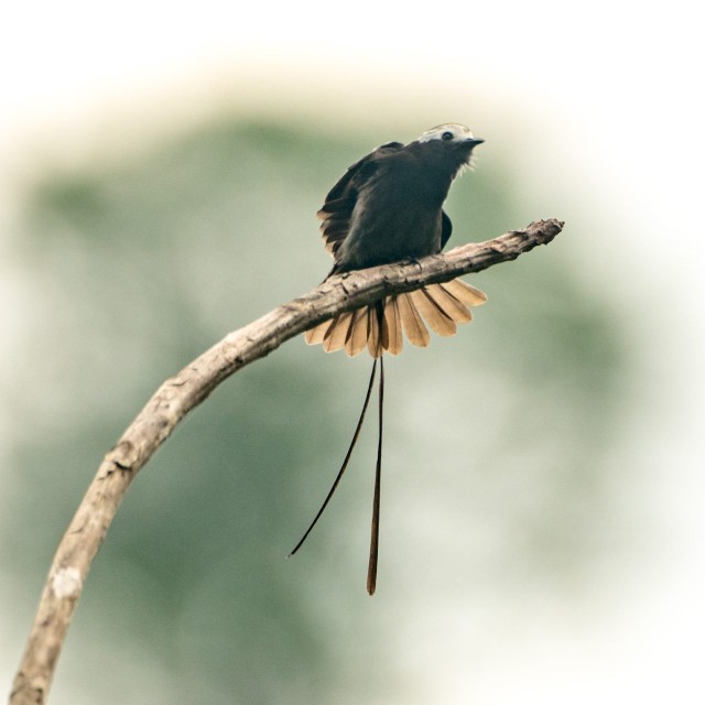 Long-tailed Tyrant