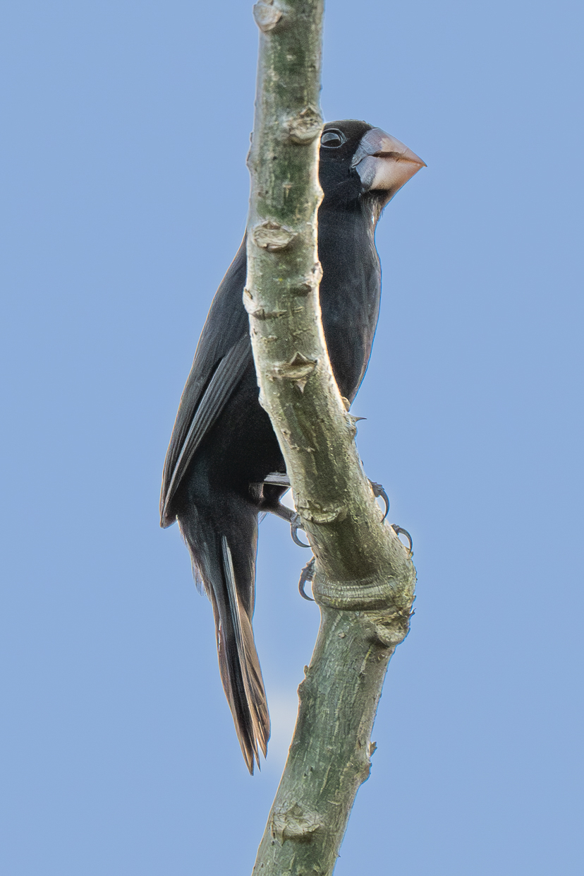 Nicaraguan Seed-Finch