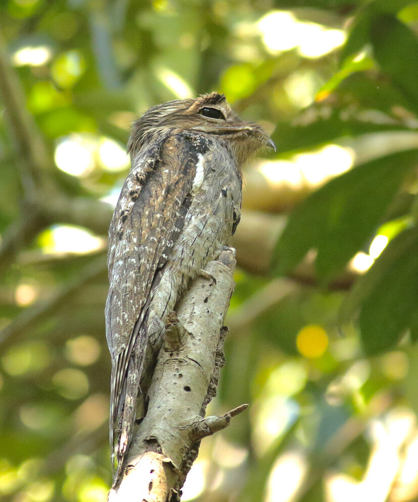 Northern Potoo