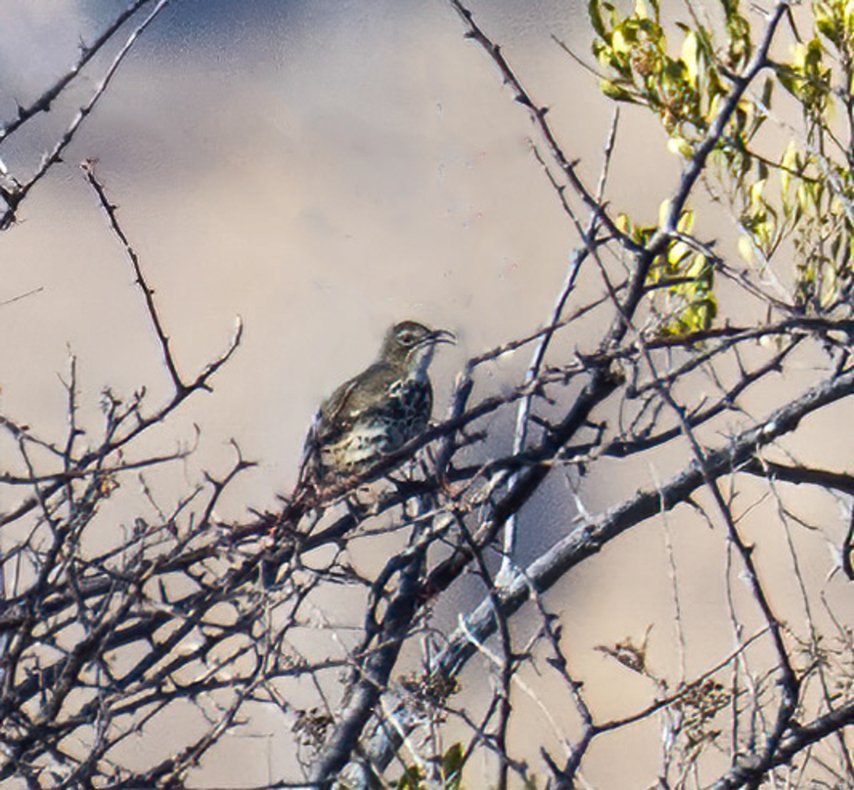 Ocellated Thrasher