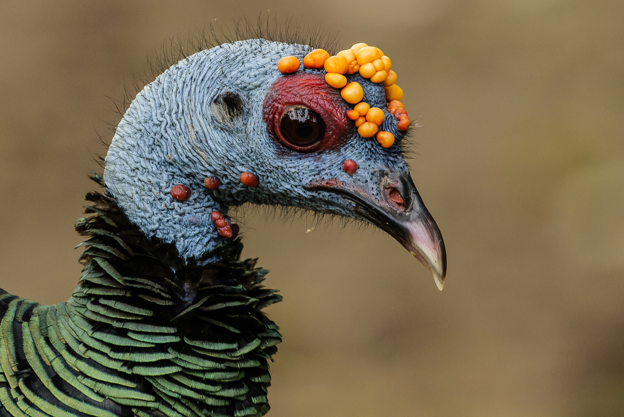 Oscellated Turkey head