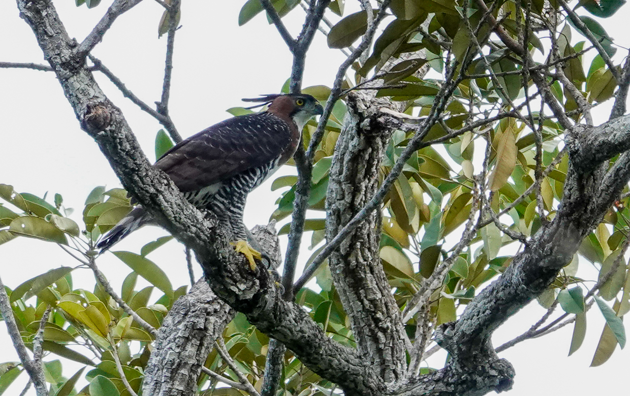 Ornate Hawk-Eagle