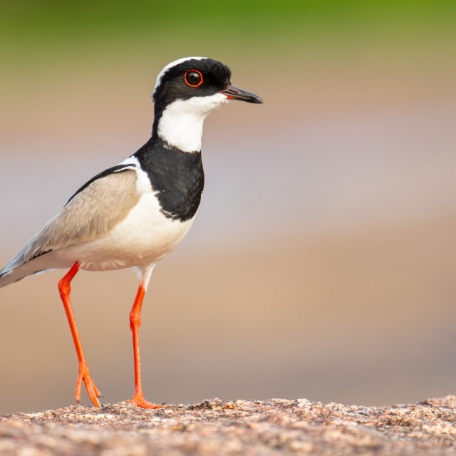 Pied Plover