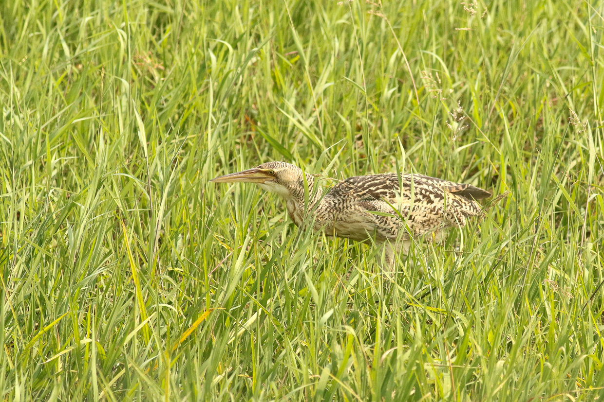 Pinnated Bittern