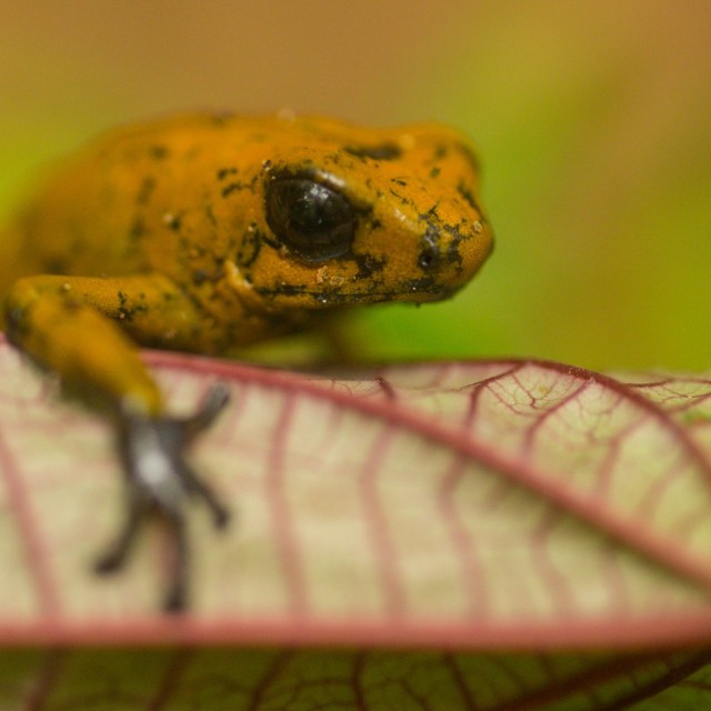 Poison-dart frog