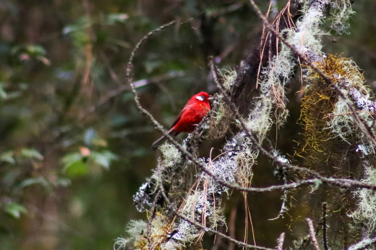Red Warbler