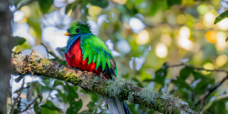 Costa Rica Sampler (Jan 18 - 28, 2024) Trip Report