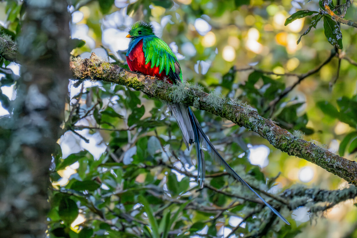 Resplendent Quetzal
