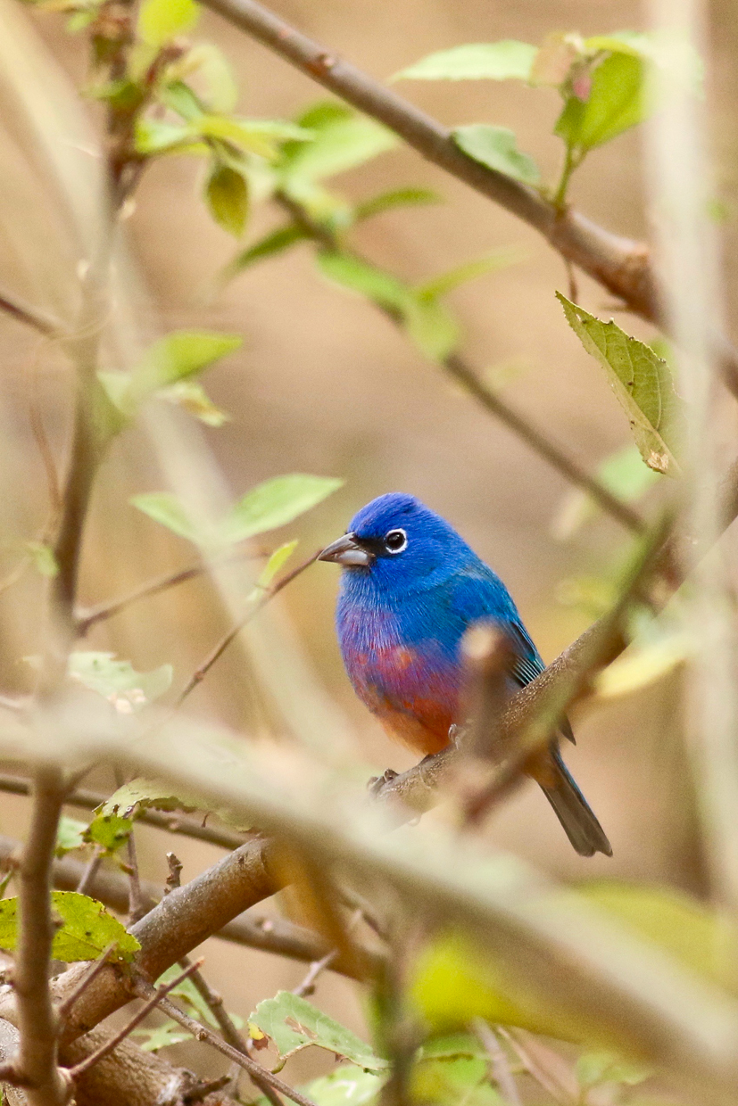 Rose-bellied Bunting