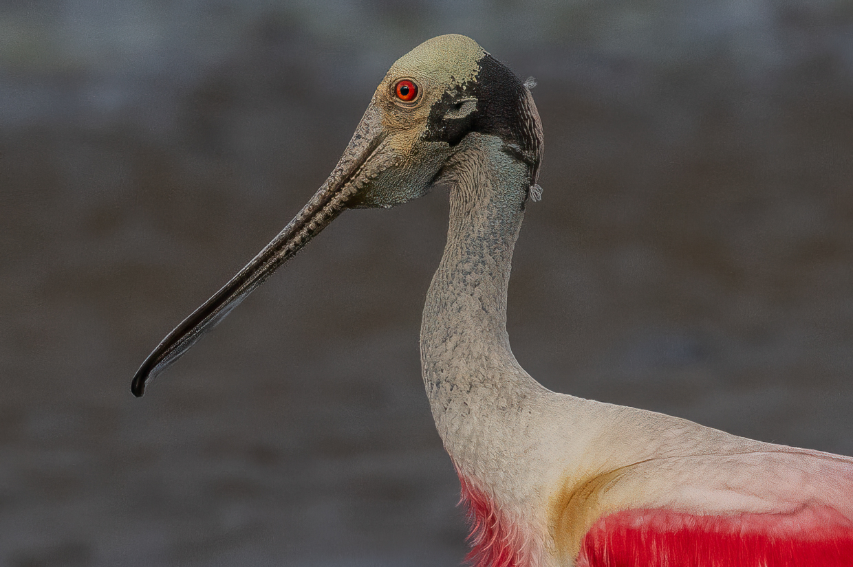 Roseate Spoonbill
