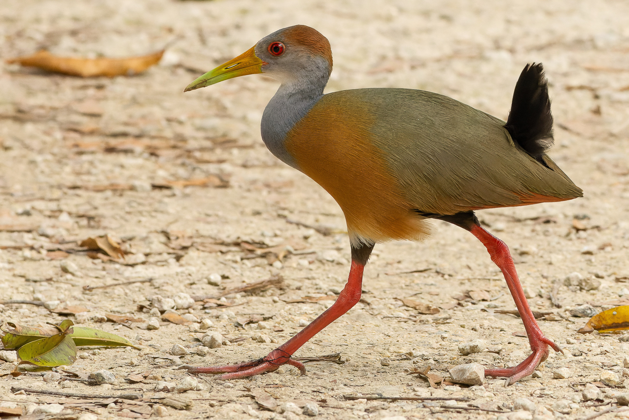 Russet-naped Wood-Rail