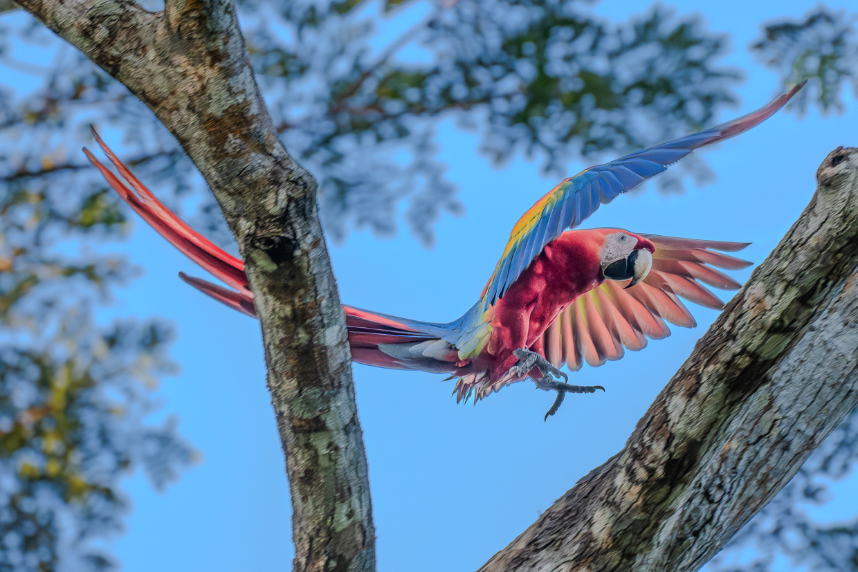 Scarlet Macaw