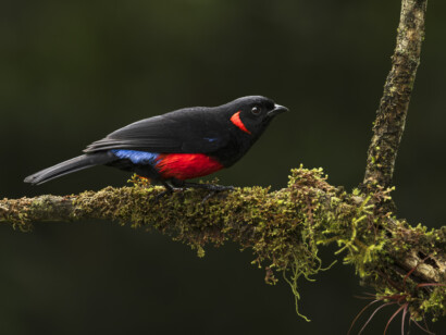 Ecuador Bird Photography