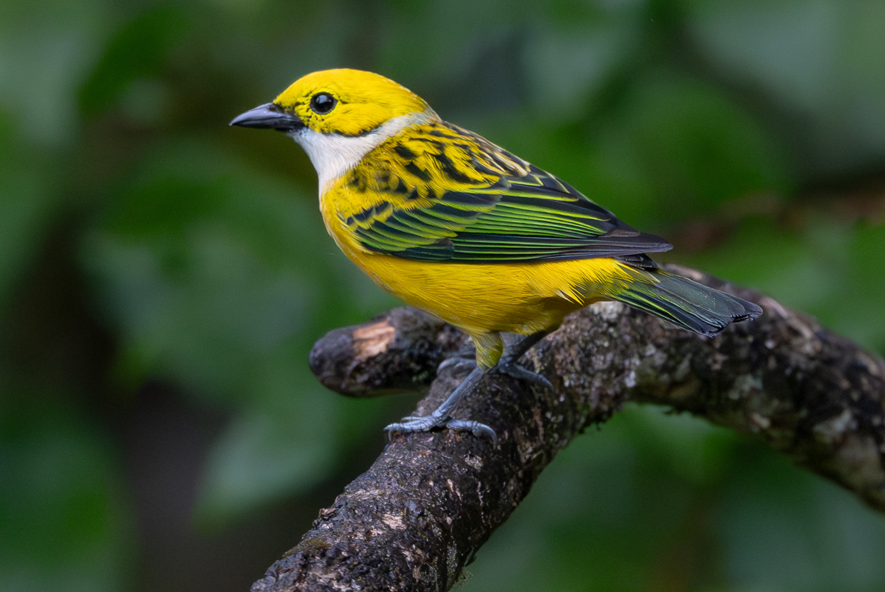 Silver-throated Tanager