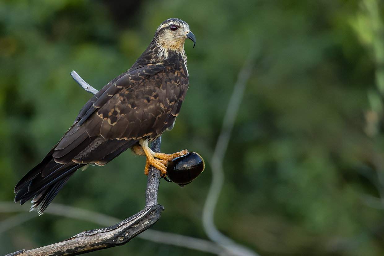 Snail Kite with snail