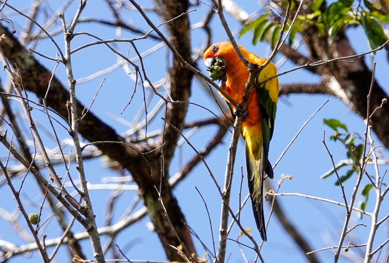 Sun Parakeet