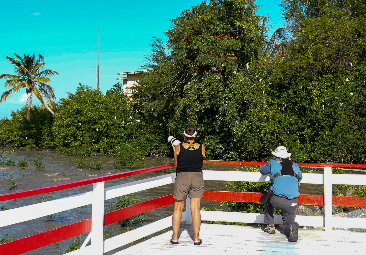 Taking photos of Scarlet Ibis in Guyana
