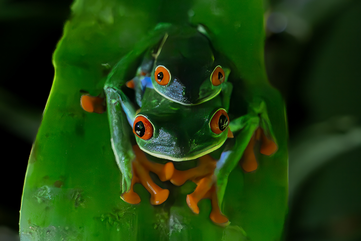 Red-eyed Leaf-Frogs