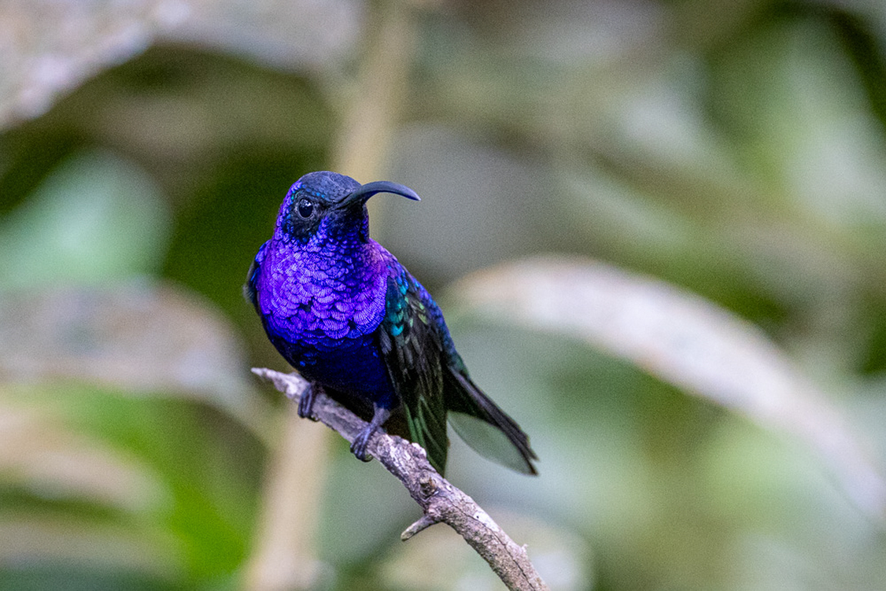 Violet Sabrewing