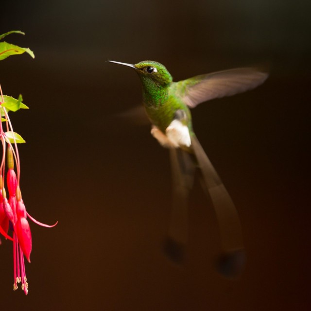 White-booted Racket-tail