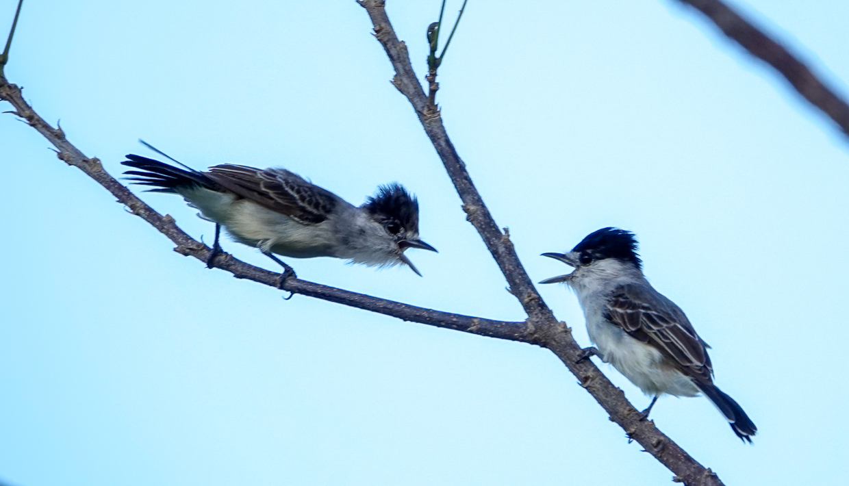White-naped Xenopsaris