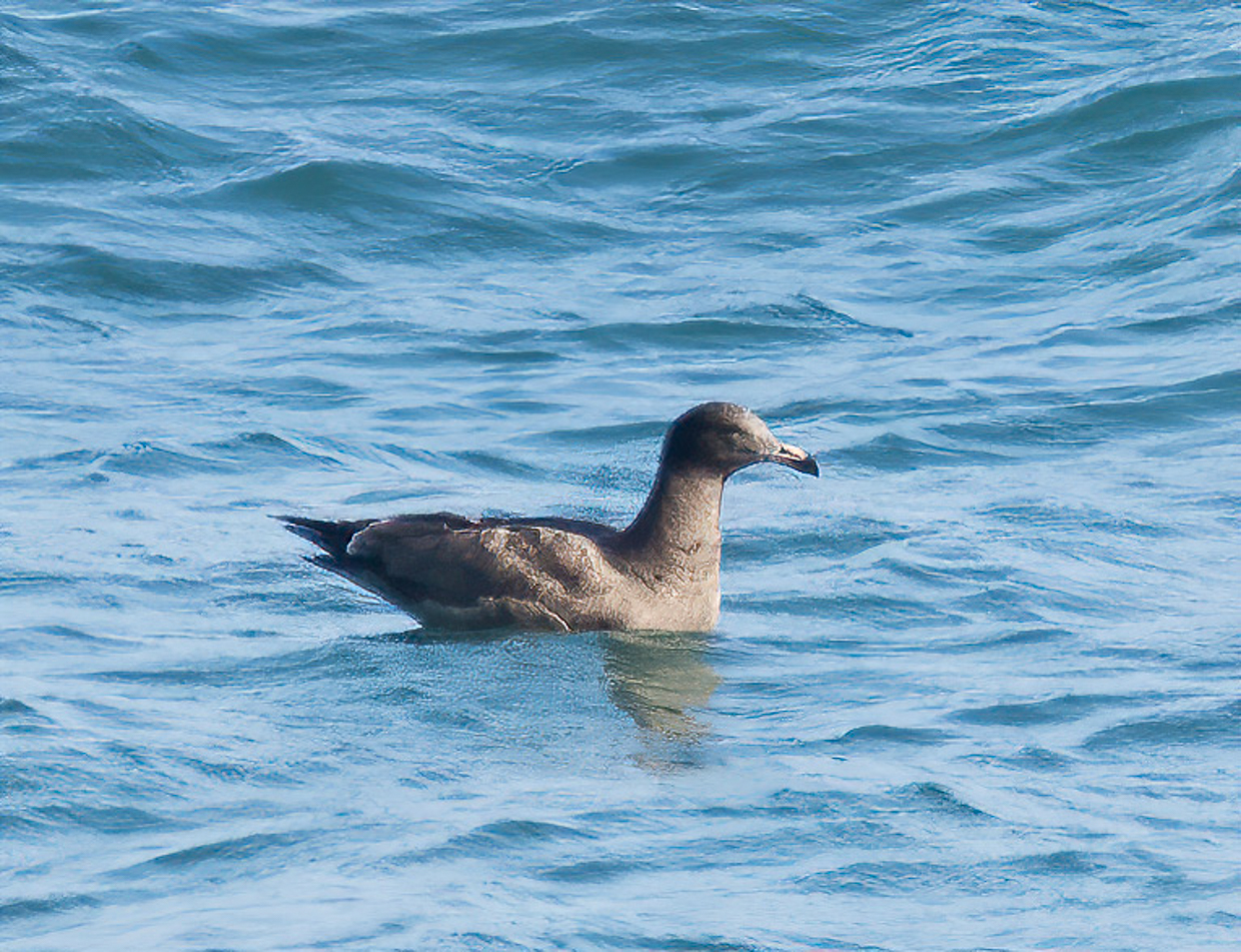 Heermann's Gull, Mexico