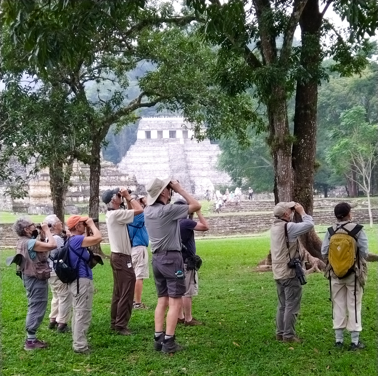 Birding at Palenque