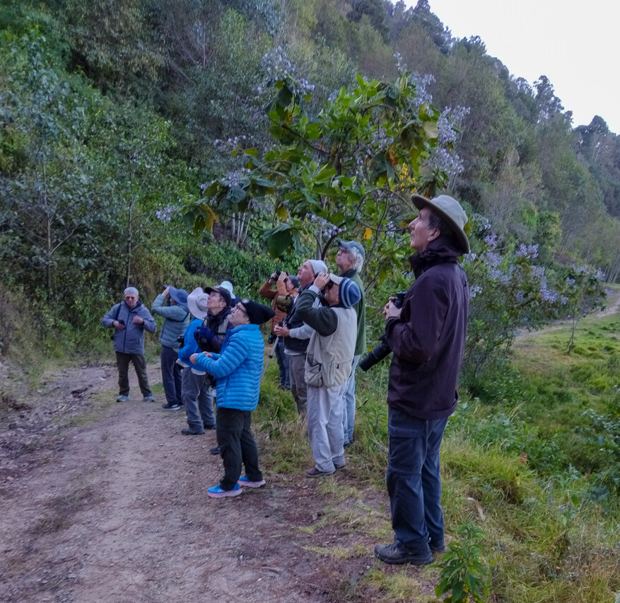 Birding in Mexico