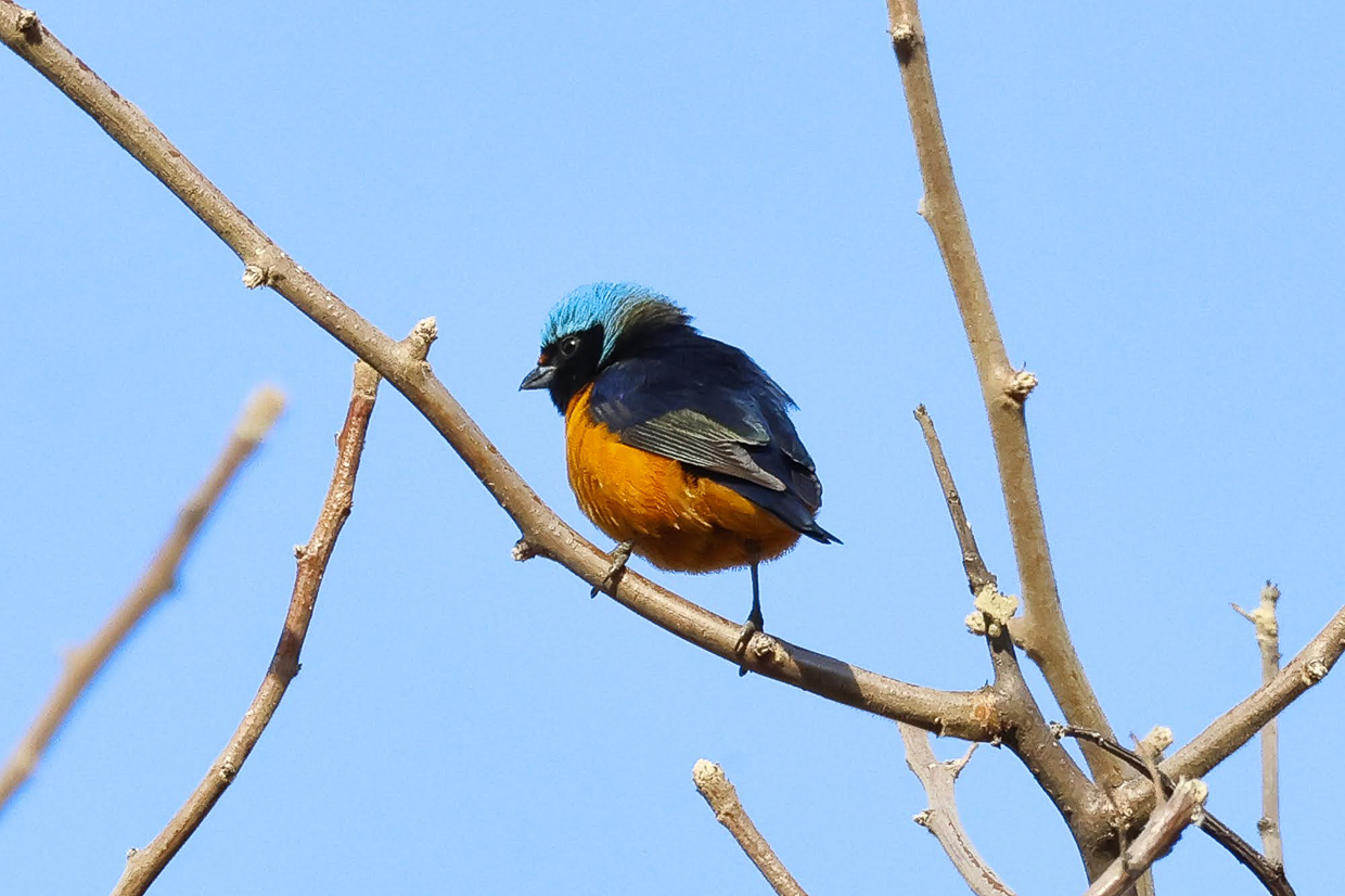 Elegant Euphonia