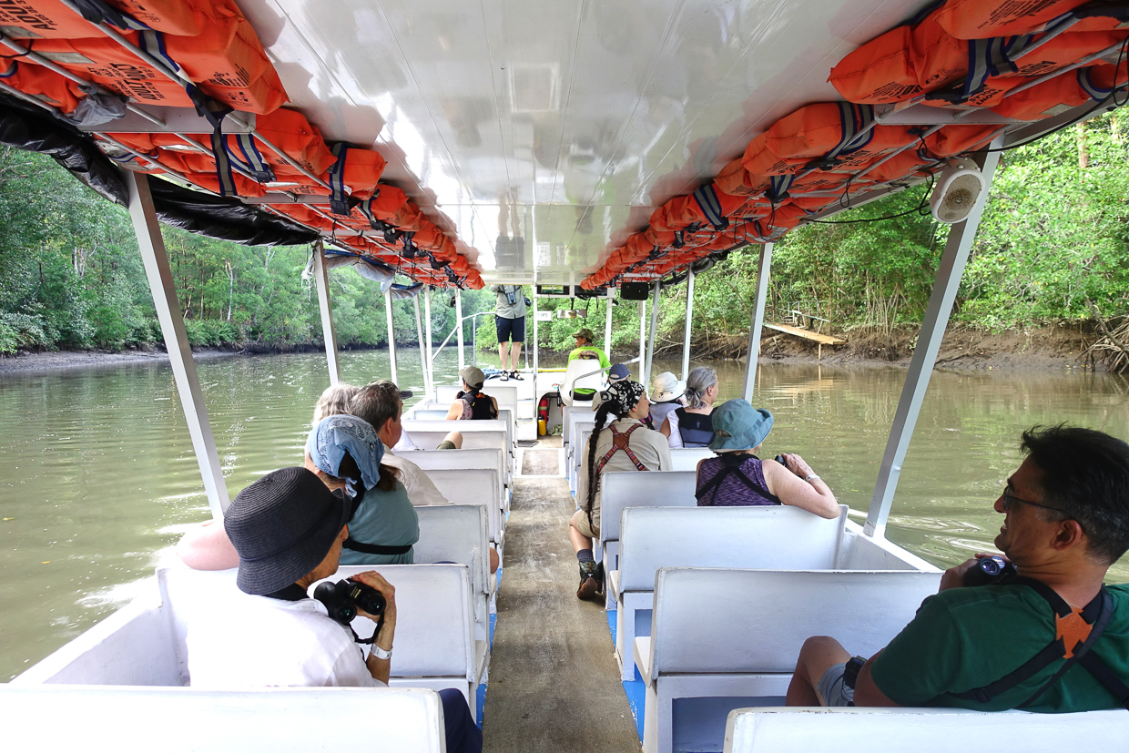 Mangrove boat tour