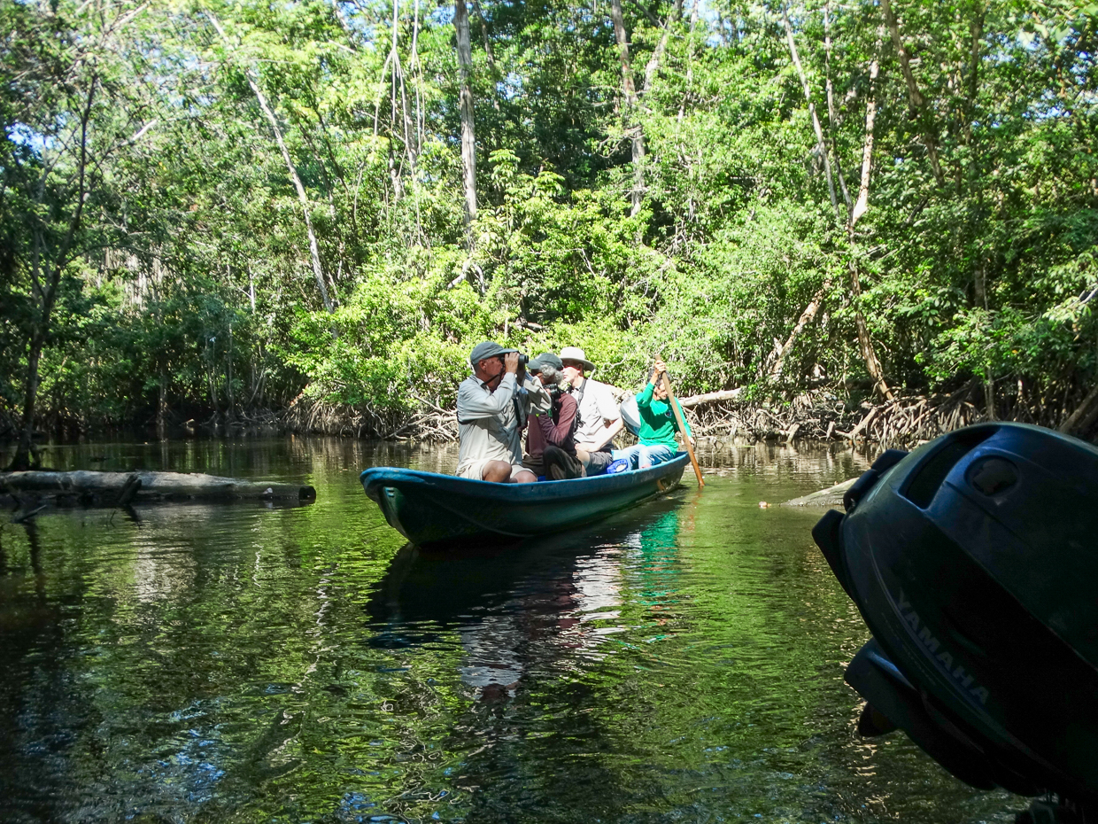 Mangrove boatride in Mexico