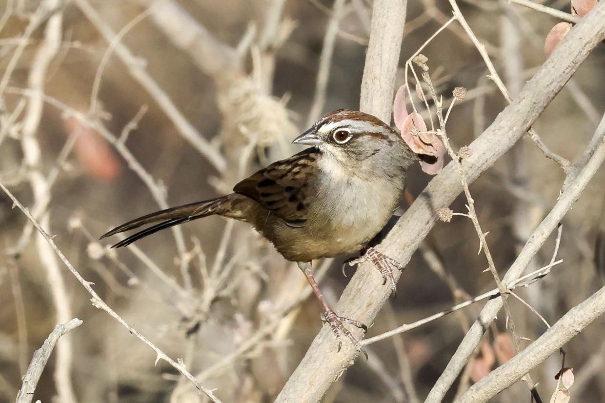 Oaxaca Sparrow 