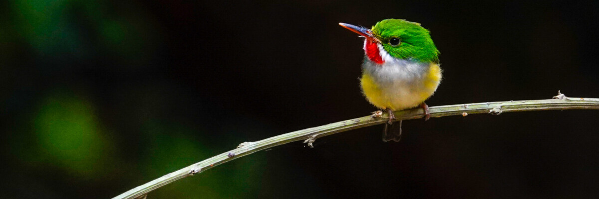 Puerto Rico (March 3 - Mar 10, 2026)