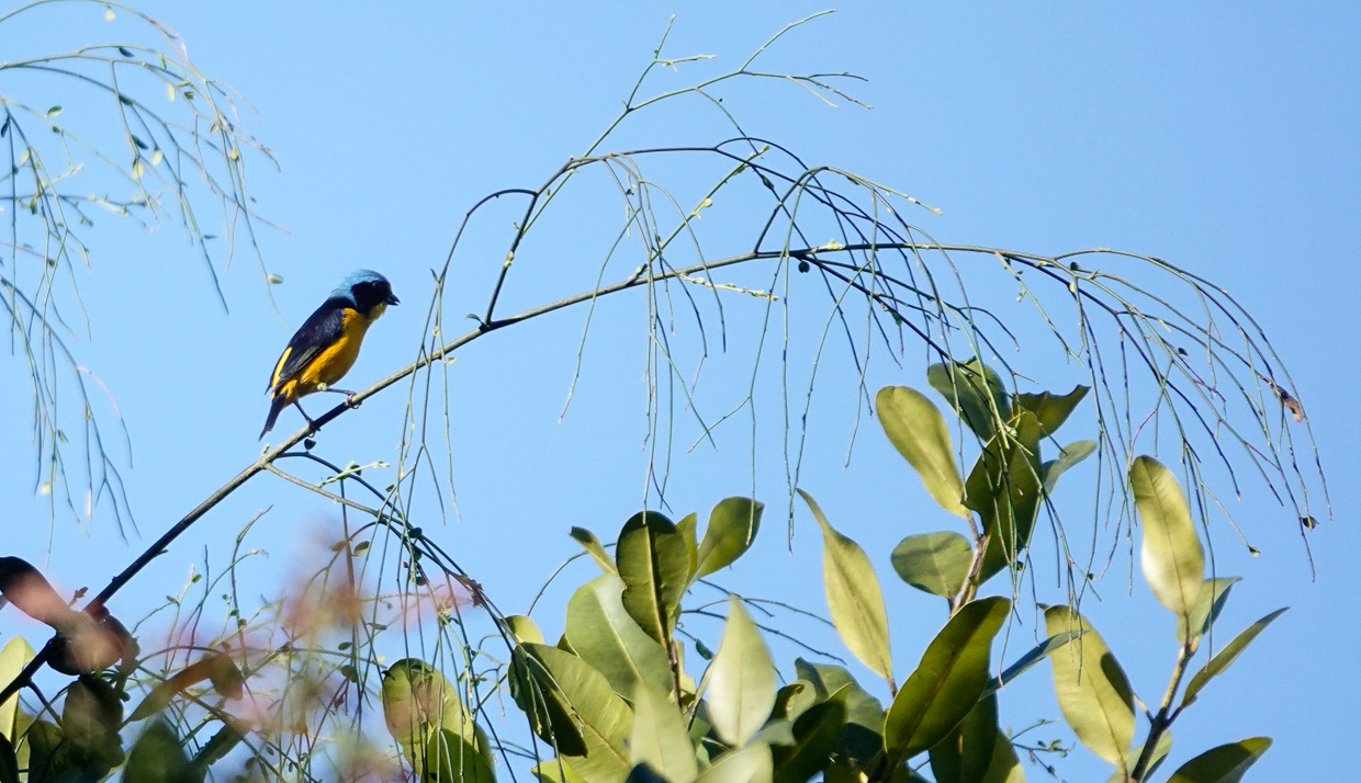 Puerto Rican Euphonia