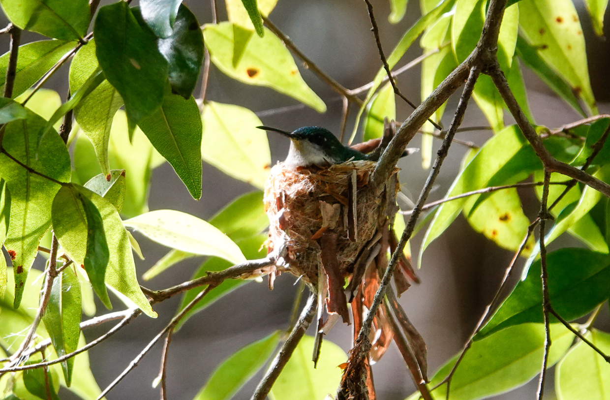 Puerto Rican Emerald