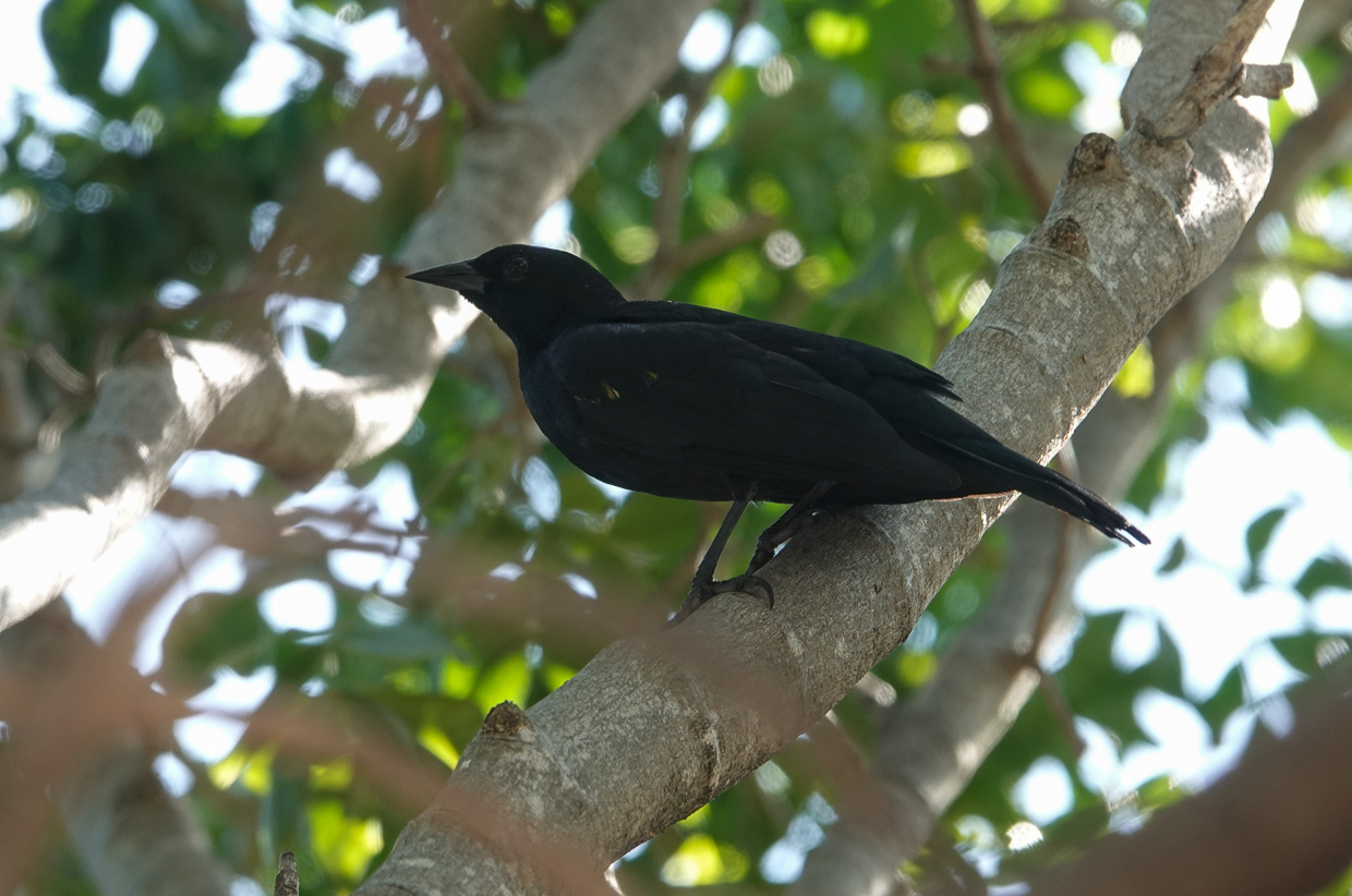 Yellow-shouldered Blackbird