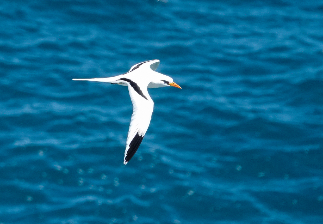 White-tailed Tropicbird