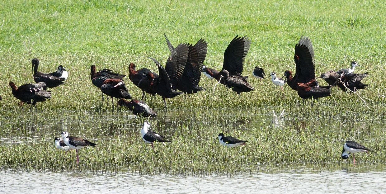 Glossy Ibis and Black-necked Stilts